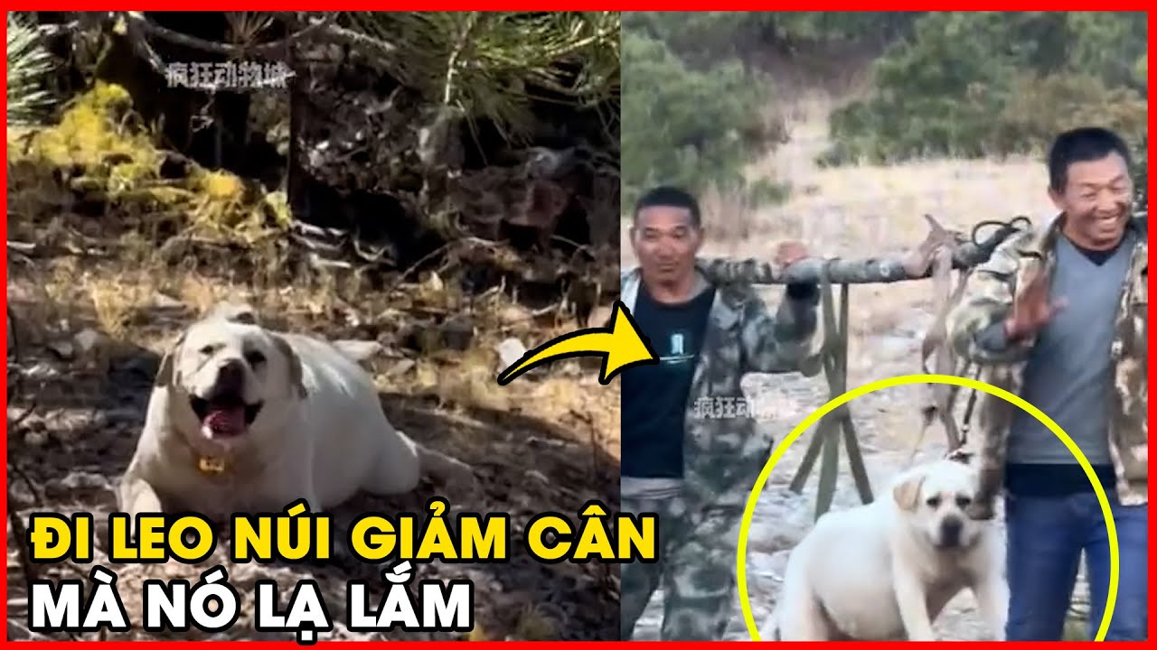 Cười bể bụng với chú chó 65kg đi leo núi và cái kết 