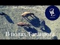 В полях Таганрога