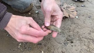 Clovis Tip Arrowhead Find