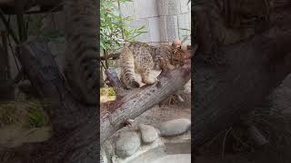Curious Tsushima Leopard Cat at Inokashira park zoo