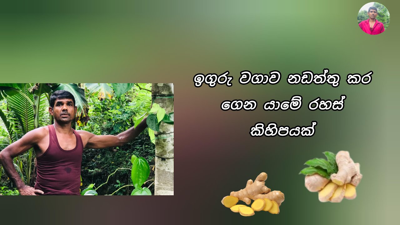 මෙන්න රහස් !!! ඉගුරු වගාව සම්බන්ධ තවත් රහස්#Inguruwagawa #sirilakgovibima
