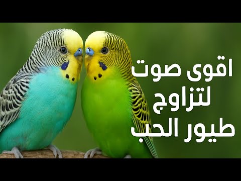 تنبيه شغ ل هذا المقطع بجوار طيورك وشاهد ردة فعلهم المذهلة خلال 30 دقيقة فقط 