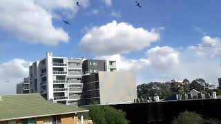 The birds