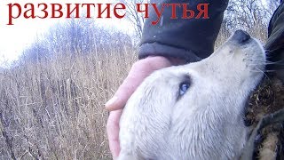 натаска сабак видео2 развитие чутья у щенка натаска сабак видео2 развитие чутья у щенка