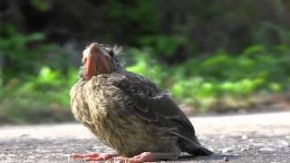 Fledgling Learns To Fly For The First Time