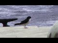 Golondrina Manglera, Tachycineta albilinea, Mangrove Swallow, by trucha 1.618