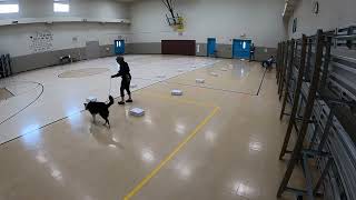 DYLAN Passes the ORT (ODOR RECOGNITION TEST) ON 5/25/24