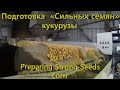 Подготовка &quot;Сильных семян&quot; кукурузы _Preparing Strong Seeds corn at the Fadeev Agro plant