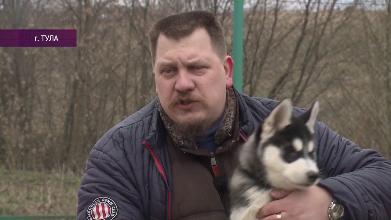 Как купить хаски, чтобы через полгода он не превратился в дворняжку