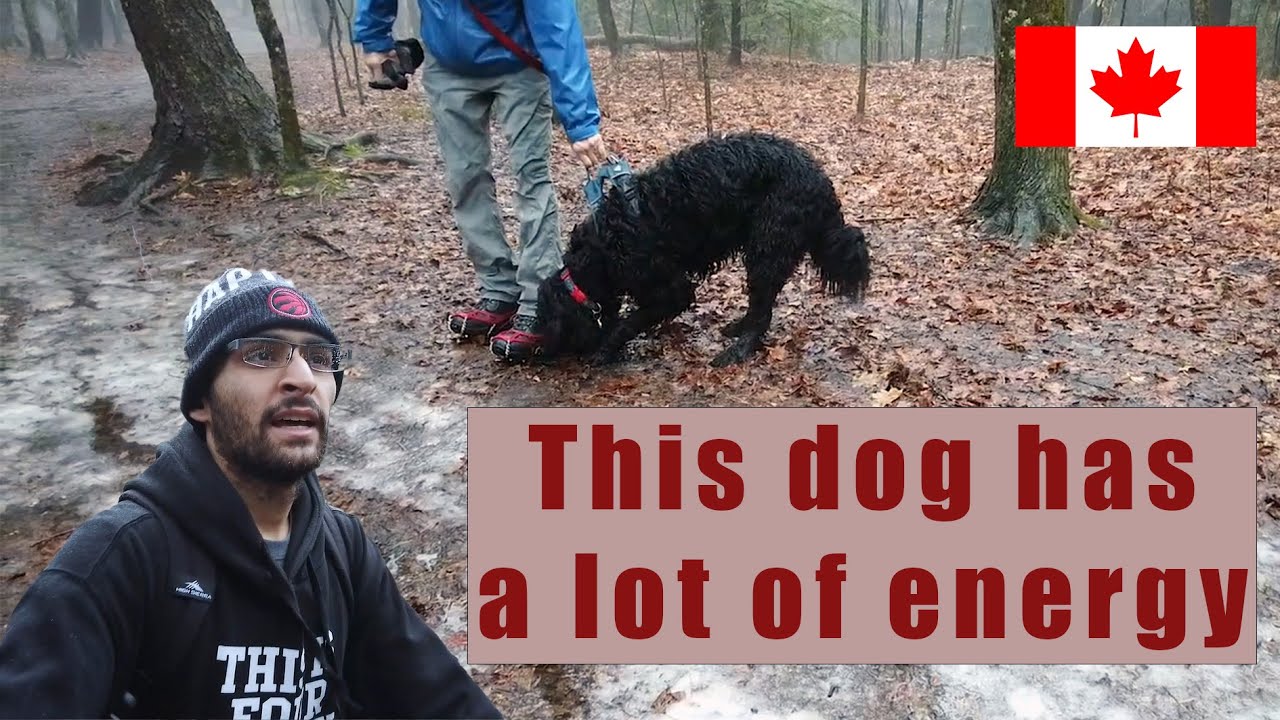 This Goldendoodle has a lot of energy - CANADIAN HIKING ADVENTURES IN ONTARIO, CANADA!