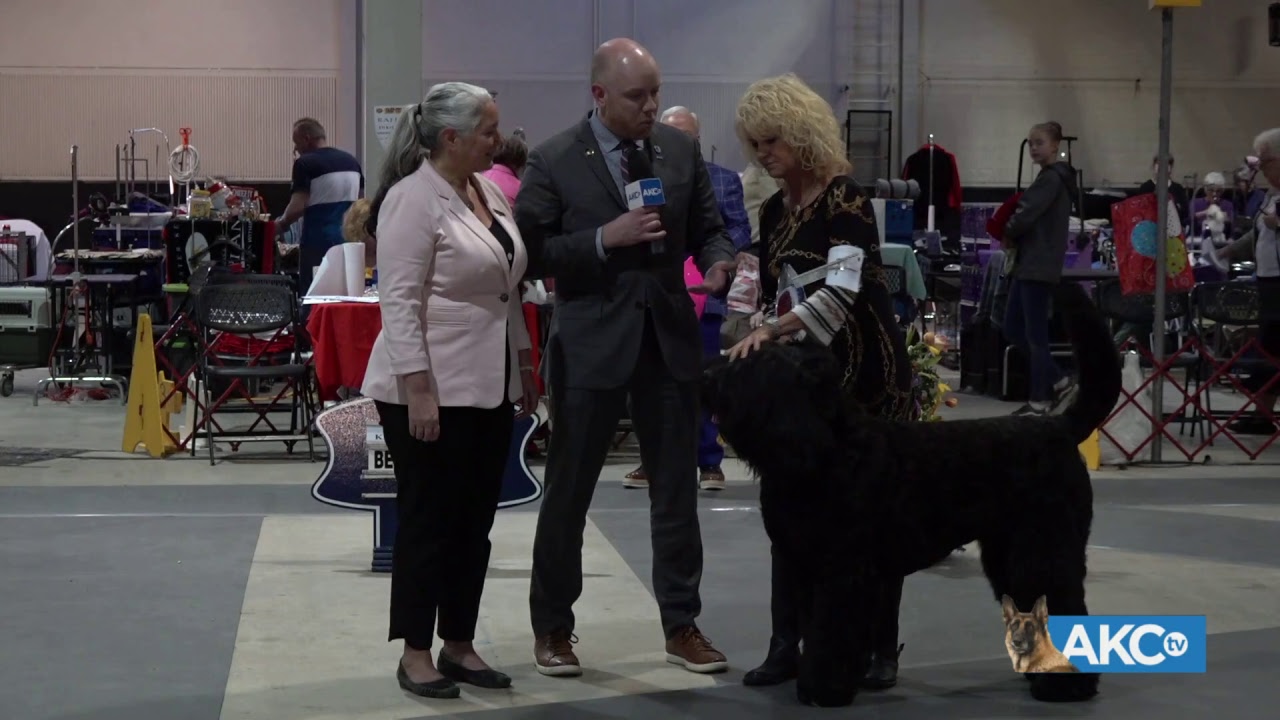 2019 Raleigh Kennel Club Dog Show - YouTube