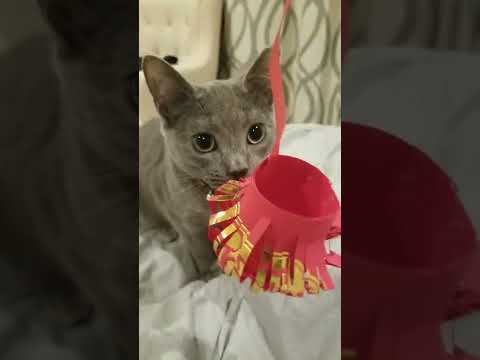 Bubbles the cat. Chinese lantern. Russian Blue. chat gato Кот חתול Katze 貓 kucing قط Pls Subscribe.