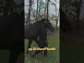 أحبوا الخيل