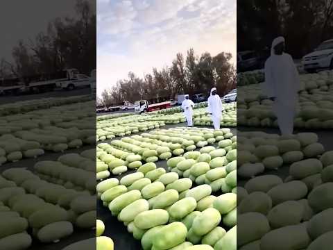 Самый ОГРОМНЫЙ Дубайский Рынок АРБУЗОВ #шортс