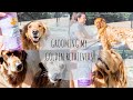 GOLDEN RETRIEVER GROOMING ROUTINE | TWO GOLDEN RETRIEVERS