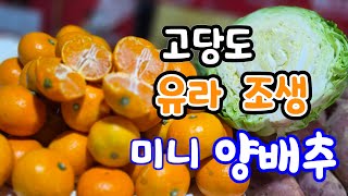 초고당도 유라 꼬마 조생귤 17브릭스! 제주 미니 양배추. 호풍미 꿀호박고구마.생강