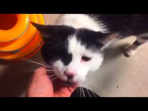 cute cat beds 8-4-17 10 pm shelter tour