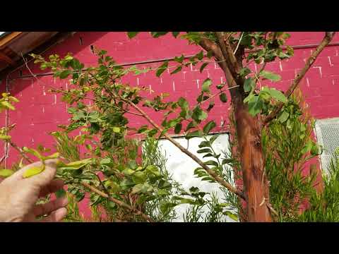 Video: Rainbow Eucaliptus Tree - Rainbow Eucalyptus Growing Condits