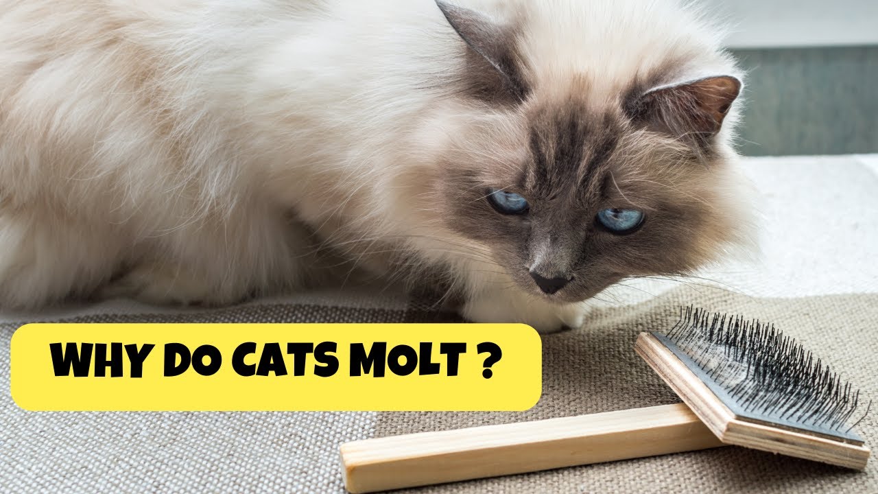 Why Do Cats Molt ? Why do cats shed their fur? Cats Knowhow YouTube