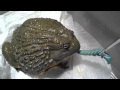 Giant African Bullfrog and Horn Worms