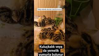 Üretime Tam Gaz Devam