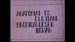 HMG Film – Anatómiai és élettani megfigyelések békán