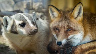 Fox vs. Badger: Who Rules the City | City Safari