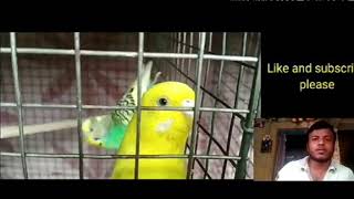 Celebrity Finches birds breeding and biggest budgies colony , 20 pairs finches setup/// Profile