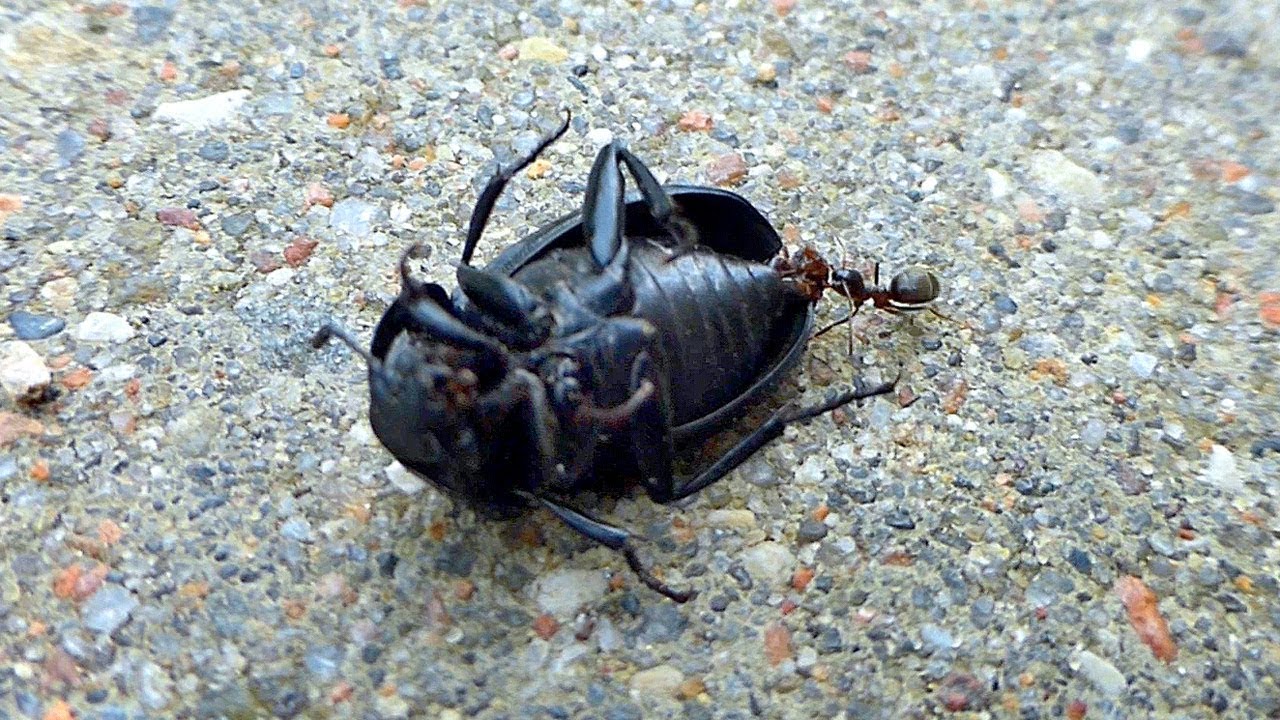Муравей Тащит Жука. Крошечный Муравей Тащит Огромного Жука! Насекомые ...