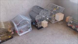 Jumbo Gouldian Finch 400 Tl Her Yer Kuş Oldu