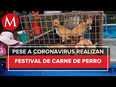 Realizan festival de carne de perro en China