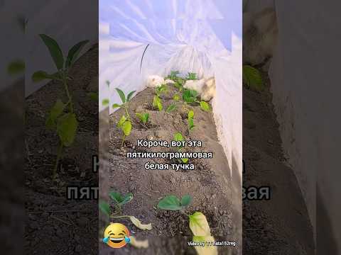 как с ними бороться?#юмор#смешно#прикол #смешноевидео #funnycat#catdrama #funny#cat#кошка#парник