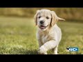 Meet the Golden Retriever