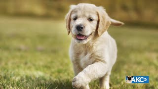 Meet The Den Retriever