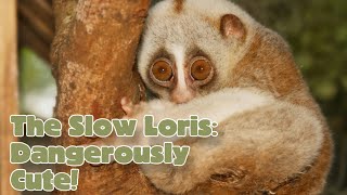 The Slow Loris Dangerously Cute Animal Science For Kids