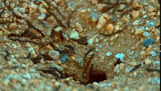 Ants in the yard