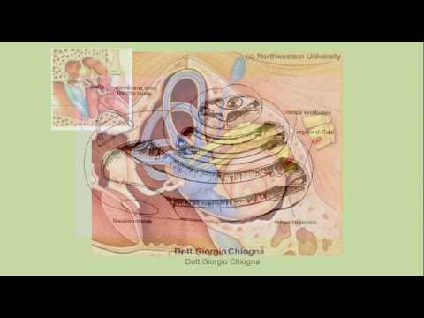 4° Congresso Nazionale Euroclussion Brescia - La Sindrome Otognatica