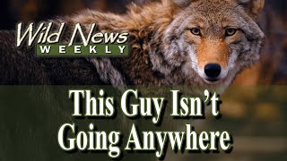 The Unstoppable Coyote: University of Georgia Study FInds a Surge in Southeast Populations