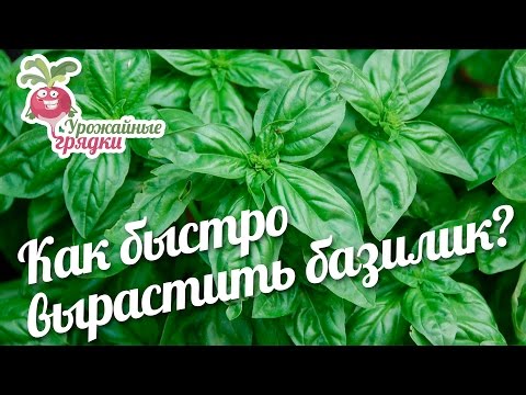 Видео: Использование древесного базилика и уход за ним: как вырастить древесный базилик