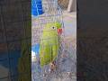 Tote ki Sundar awaaz #cute #parrot #birds