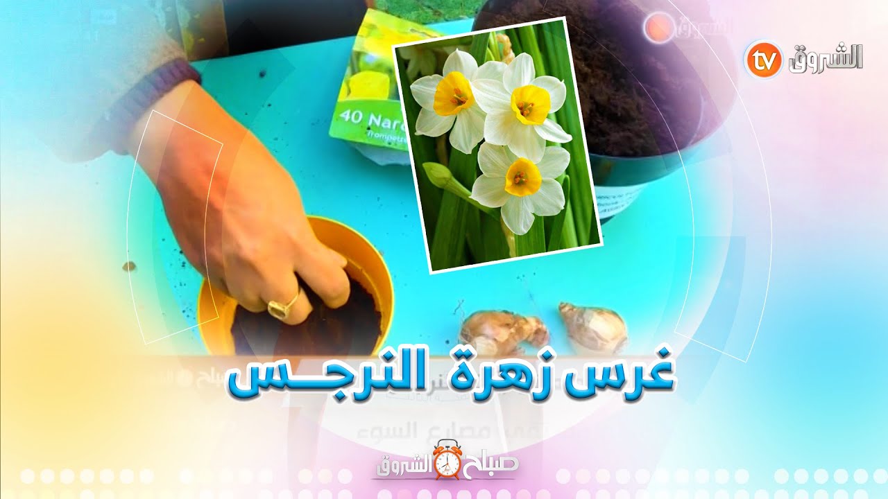 طريقة غرس بصيلات النرجس🌸 والاعتناء بها مع المختصة في النباتات