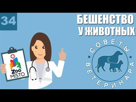 Бешенство у животных | Что делать после укуса | Симптомы Бешенства | Советы Ветеринара