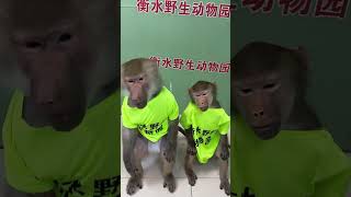 This Monkey Is Shockingly Smart 🐒🔥 #shorts #feed #monkey #viral