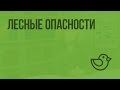 Лесные опасности. Видеоурок по окружающему миру 2  класс