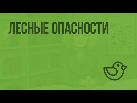 Видео: Какие есть примеры придорожных опасностей?