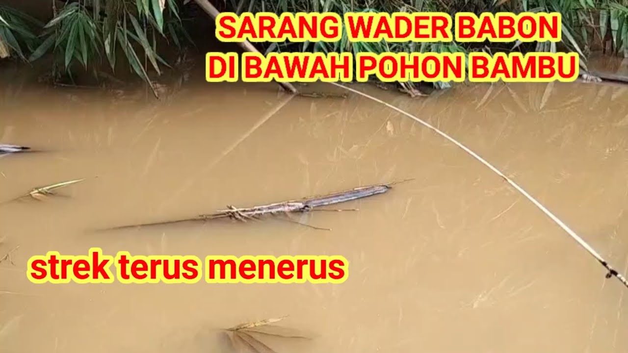 SPOT AIR KERUH MASIH MENJADI IDAMAN PARA PEMANCING WADER