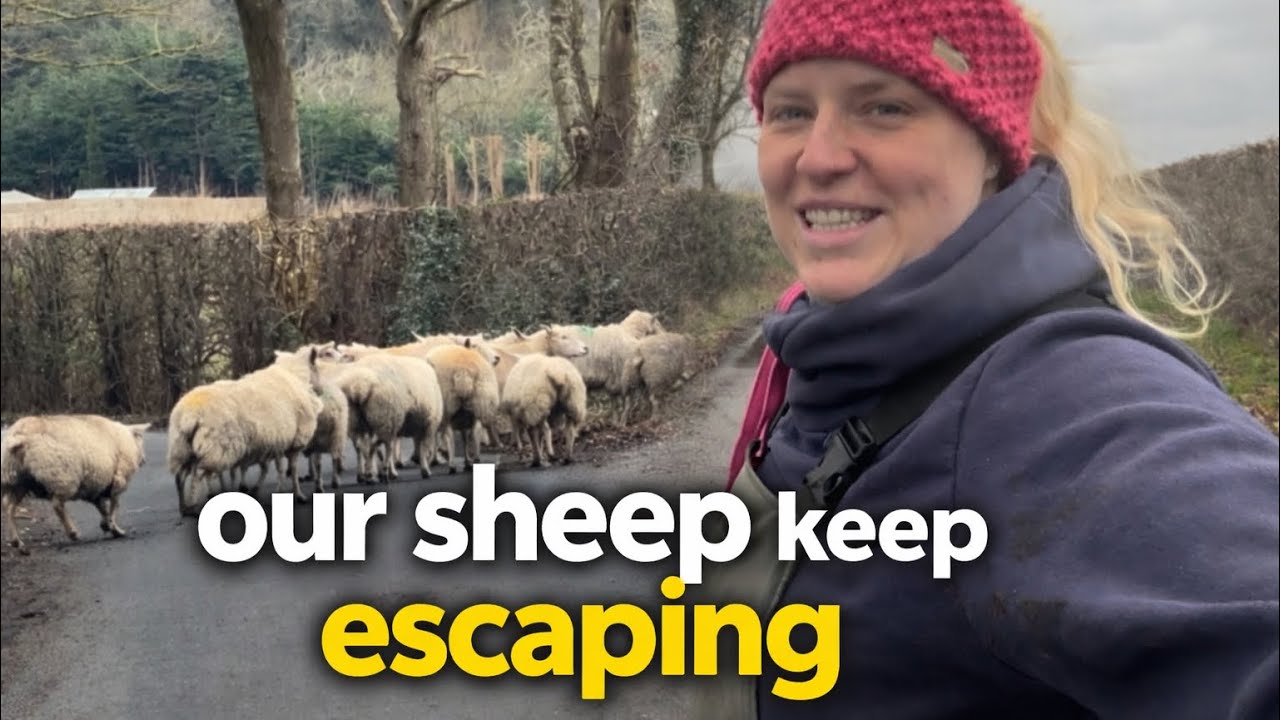 The Sheep Got Out… Again! Fixing Fences & Trailer Lights on the Farm