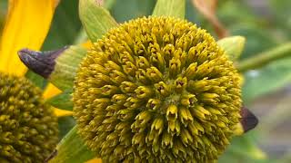 Garden Highlights August 2026