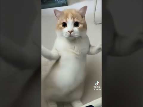 Котик Танцует под