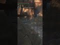 Bloodborne'da En İyi Yardım Meleği Seçimi!